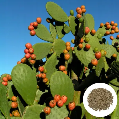 Obrázok produktu pre Semená Opuntia Ficus-Indica - balenie 5 ks - Odolná voči suchu - Opuncia figová (kaktusová figa)