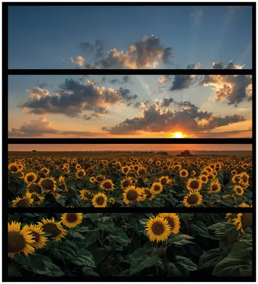 Produktbild von Wallario Möbelfolie / Aufkleber, geeignet für Ikea Malm Kommode mit 4 Schubfächern - Sonnenblumenwiese vor Wolken mit Sonnenuntergang