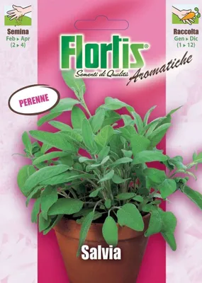 Produktbild von Salbei | Salbeisamen von Flortis