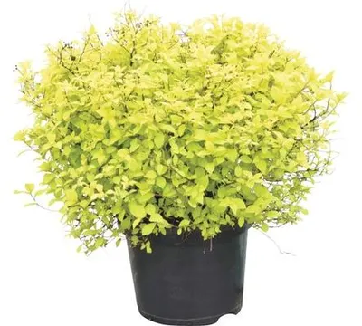 Produktbild von Sommerspiere FloraSelf Spiraea japonica 'Golden Princess' H 40-50 cm Co 4 L