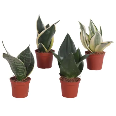Produktbild von Sansevieria 4er Set 20cm Zimmerpflanze