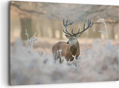 Produktbild von Bild auf Leinwand - Leinwandbild - Hirsch Wald Natur - 120x80cm - Wand Bild - Wanddeko - Wandbilder - Leinwanddruck - Bilder - Kunstdruck - Wanddekoration - Leinwand bilder - Wandkunst - AA120x80-3744