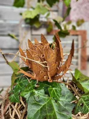 Produktbild von Edelrost Blume Papagena, gezackt