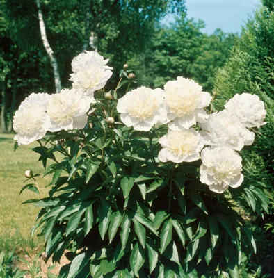 Produktbild von Paeonia officinalis 'Alba Plena', Pfingstrose, weiß, 2-3 Liter Container
