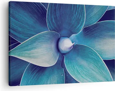 Produktbild von Bild auf Leinwand - Leinwandbild - Einteilig - Agave Blau Blume - 70x50cm - Wand Bild - Wanddeko - Wandbilder - Leinwanddruck - Bilder - Wanddekoration - Leinwand bilder - Wandbild - AA70x50-4972