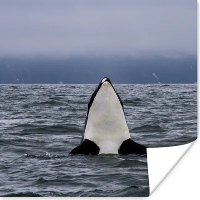 Produktbild von MuchoWow® Poster Orca über Wasser 100x100 cm - Babyzimmer