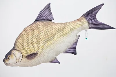 Produktbild von Gaby Kuscheltier Fisch Kissen Stofftier Plüschtier Plüschfisch Geschenkidee Brachse 65cm