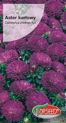 Produktbild von Dunkelblaue Zwerg-Aster Samen 0.5g - Torseed