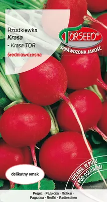 Produktbild von Krasa Rettich Samen 10g - Torseed