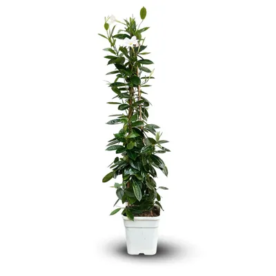 Image de Dipladenia pyramide - plante fleurie - ↕ 100-110 cm - ⌀ 17 cm - plante d'intérieur & extérieur - fleur blanche