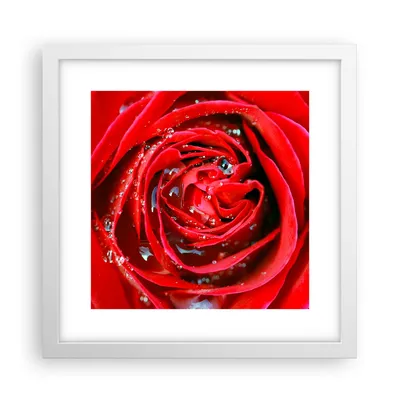 Produktbild von Gerahmtes Poster - Weißer Rahmen - Rose Blume Blütenblätter Tau - 30x30 cm - Wand Bild - Wanddeko - Wandbilder - Wandposter - Bilderrahmen - Bilder - Kunstdruck - Wandbild - P2WAC30x30-1518