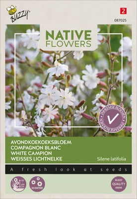 Produktbild von Weiße Lichtnelke | Nelkensamen von Buzzy Seeds