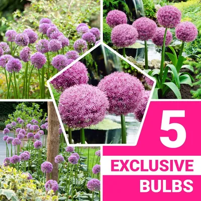 Productafbeelding van Allium-uien, winterhard en meerjarig - Partyballonnen - 5 bloembollen - Allium Giganteum-uien - Geurende planten uit Nederland, geschikt voor tuin en pot (grote knollen, geen zaden, niet kunstmatig)