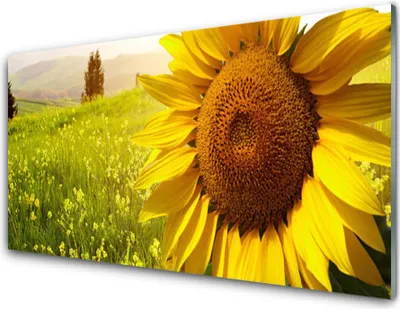 Immagine prodotto di Stampe su vetro acrilico, dimensioni 100x50 cm, quadro decorativo, motivo: girasole, piante