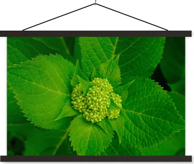 Produktbild von MuchoWow® Textilposter Foto der botanischen Hortensienpflanze 150x100 cm mit schwarzem Rahmen - Schlafzimmer