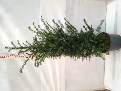 Produktbild von Taxus baccata 120–150 cm Eibe immergrün winterhart Heckenpflanze Formschnitt