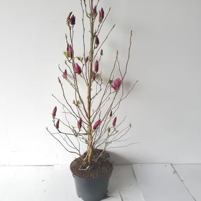 Produktbild von Magnolia liliflora Susan, Größe: 140-150 cm – Rote Tulpen-Magnolie winterhart – große Pflanze im Topf, mehrmals blühend