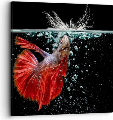 Produktbild von Bild auf Leinwand - Leinwandbild - Fisch Wasser Natur - 30x30cm - Wand Bild - Wanddeko - Wandbilder - Leinwanddruck - Bilder - Kunstdruck - Wanddekoration - Leinwand bilder - Wandkunst - AC30x30-3492