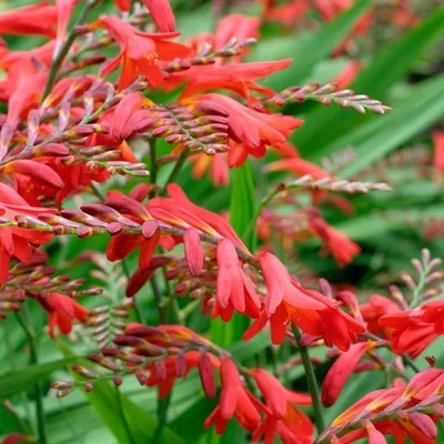 Obrázek produktu pro 6 x Montbretie  - Crocosmia 'Emberglow'  | Květináč 9 cm x 9 cm