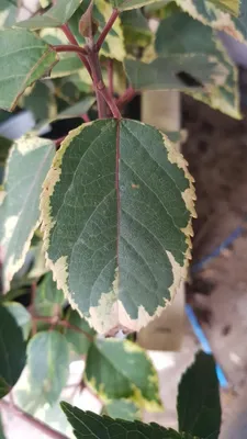 Image de Aristotelia chilensis 'Variegata' / Macqui du Chili