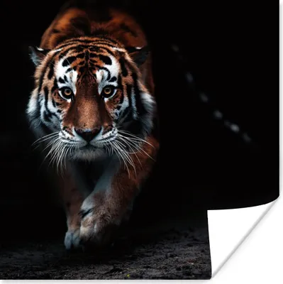 Produktbild von MuchoWow® Poster Tiere - Tiger - Schwarz - Wild - Porträt 75x75 cm - Wand Dekoration