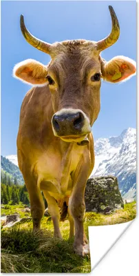 Produktbild von MuchoWow® Poster Kuh - Sonne - Österreich 60x120 cm - Wandschmuck