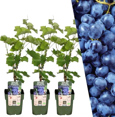 Produktbild von Plants by Frank | 3 Weinreben Pflanzen 100% Biologisch | Vitis Vinifera | Weinrebe | Obstgarten | Gemüsegarten | Gartenpflanzen