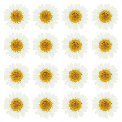 48 getrocknete gepresste Gänseblümchen, weiß, 2,5–3,5 cm, DIY