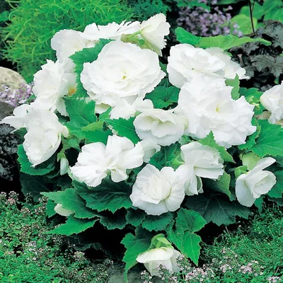 Produktbild von Begonie Knolle Blumen Garten Töpfe Blüten Begonie Multiflora Weiss 1 St.