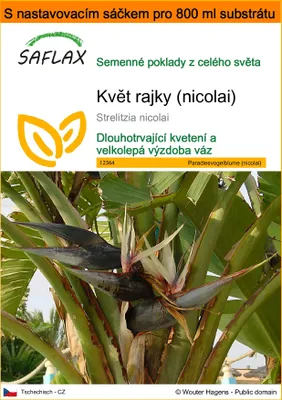 Obrázek produktu pro SAFLAX Garden in the bag - květ rajky (nicolai) - Strelitzia nicolai - 5 Semena - S pěstebním substrátem v praktickém samovztyčovacím sáčku