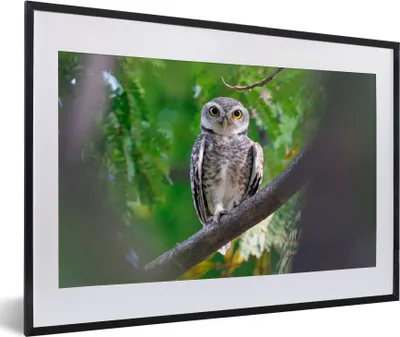 Produktbild von MuchoWow® MuchoWow® Gerahmtes Poster Eule auf Ast sitzend 60x40 cm - Poster mit zchwarzem Bilderrahmen - Schlafzimmer - Plakat in Rahmen - Drucken