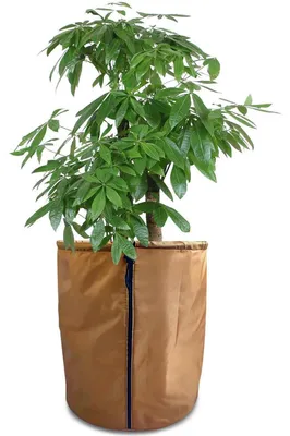 Produktbild von Thermo Topfschutz für Pflanzen 45x50 cm mit Kordelzug, Frostschutz für Topfpflanzen