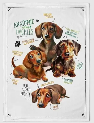 Produktbild von Geschirrtuch Dackelblick, Geschirrtücher Mitbringsel Geschenkidee, Dackel Hund