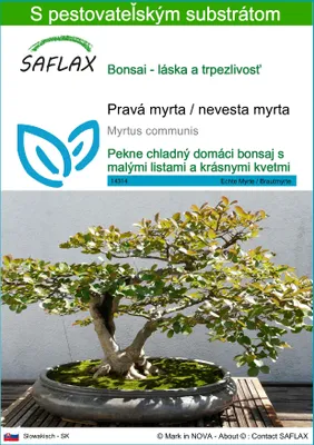 Obrázok produktu pre SAFLAX - Pravá myrta / nevesta myrta - Myrtus communis - 30 Semená - S pestovateľským substrátom bez klíčkov