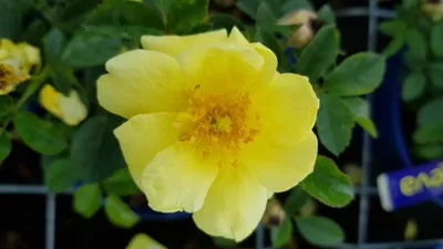 Image de DECOROSIER SUNEVA® 'Noalesa' / Rosier paysager jaune SUNEVA®