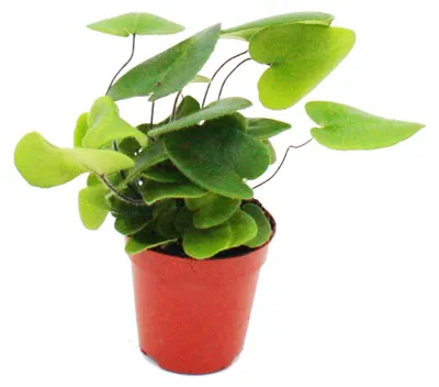 Obrázek produktu pro Mini rostlina Hemionitis arifolia (srdcovitá kapradina) – ideální do malých misek a sklenic. Sazenice v květináči o průměru 5,5 cm