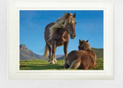 Produktbild von Pferde Gerahmtes Bild Mit Edlem Passepartout | Wand-Bilder | Im Bilderrahmen - Pottok Ponies In Den Baskischen Bergen (30 x 40 cm)