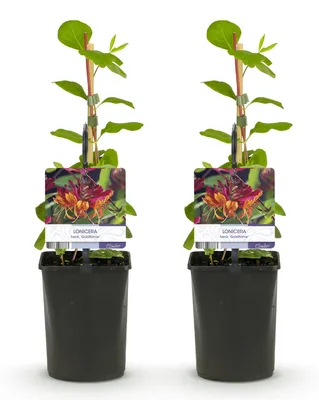 Image de Green boutiQ - Chèvrefeuille - Lonicera heckrottii Goldflame - Fleurs roses et jaunes  - Peu d'entretien - 2 plants - Pot de 11 cm, hauteur 40 cm