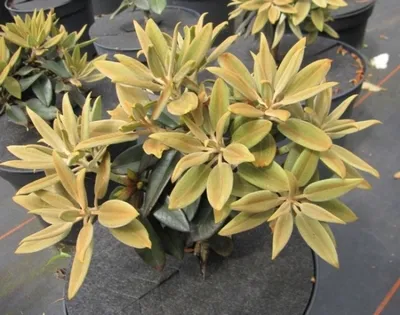 Produktbild von Rhododendron pachysanthum Goldenvelours - Goldfilzige Alpenrose Goldenvelours 30-40cm