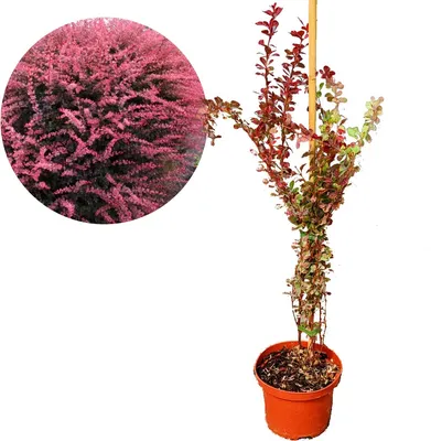 Obrázok produktu pre Berberis thunbergii 'Rose Glow' okrasný ker, 2 l kvetináč