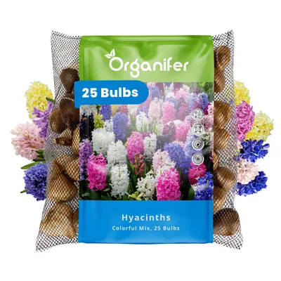 Obrázok produktu pre 25 cibuliek hyacintov - Farebná zmes (veľkosť XXL 16/17 cm) - Organifer