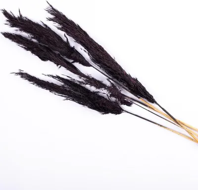 Produktbild von artplants.de Trockengras Schilf Rispen Bund Alessandro, schwarz, 75 cm - Trockengras Strauß