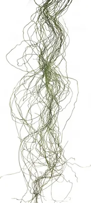 Produktbild von artplants.de Kunstgras Liebeslocken XINNUO, 48 Halme grün, 150 cm - Deko Grasbüschel