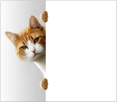 Produktbild von Spritzschutz Herdabdeckplatte Schneidebrett aus Glas Katze hinter Tür 1-Teilig (60x52cm)