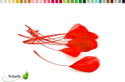 Produktbild von 10 Gänse Coquetips 12-20cm , Farbauswahl:rot 250