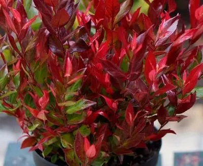 Image de Leucothoe fontanesiana 'Little Flames' / Leucothoë de Desfontaines