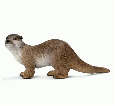 Image de Loutre