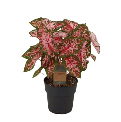 Produktbild von Everyplants Caladium Carolyn Whorton - 65 cm, Ø21 cm