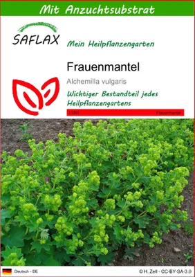 Produktbild von SAFLAX - Heilpflanzen - Frauenmantel - 100 Samen - Mit keimfreiem Anzuchtsubstrat - Alchemilla vulgaris