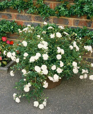 Produktbild von Rosa 'Swany', Bodendeckerrose, weiß, 3-5 Liter Container